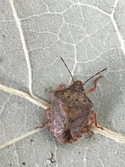 Dendrocoris