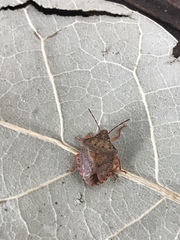 Dendrocoris