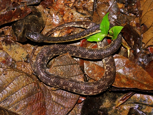 Photo of a Yellow-flanked Keeled Snake (Alluaudina bellyi)
