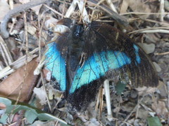 Archaeoprepona demophon centralis