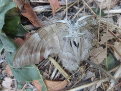 Archaeoprepona demophon centralis