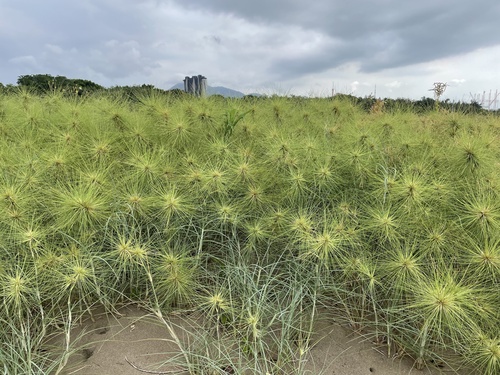Spinifex littoreus iNat (3)