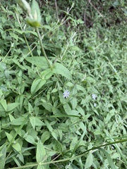 Stellaria vestita