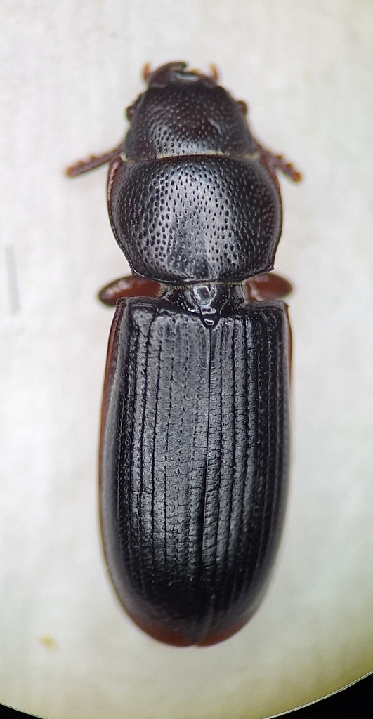Tenebroides occidentalis