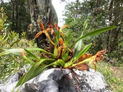 Maxillaria cucullata