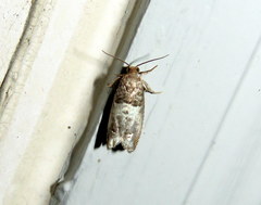 Notocelia rosaecolana