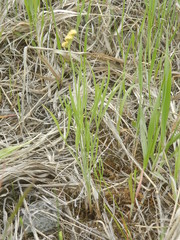 Lomatium ambiguum
