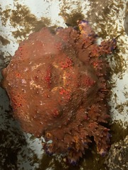 Echidnocerus cibarius