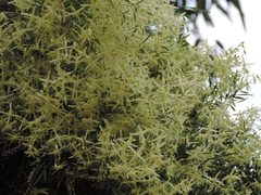 Clematis microphylla