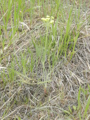Lomatium ambiguum