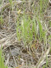 Lomatium ambiguum