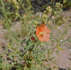 Sphaeralcea incana