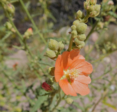 Sphaeralcea incana