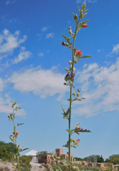 Sphaeralcea incana