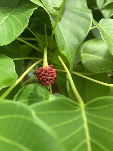 sandbox tree (Hura crepitans)
