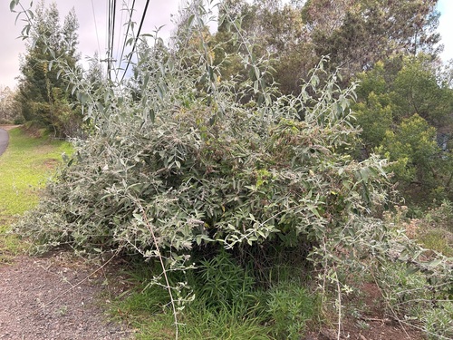 Buddleja madagascariensis observed 2024-06-15