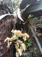 Stanhopea dodsoniana