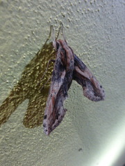 Xylophanes ceratomioides