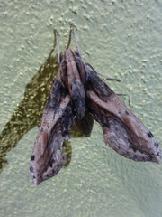 Xylophanes ceratomioides