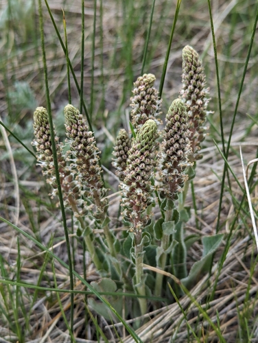 Image of Veronica plantaginea by (c) My-Lan Le, some rights reserved (CC BY)