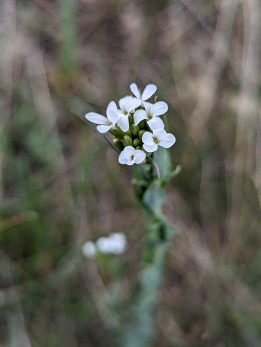 Image of Drummond's Rockcress (Boechera stricta) by (c) My-Lan Le, some rights reserved (CC BY)