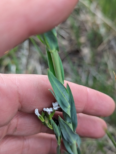 Image of Boechera stricta by (c) My-Lan Le, some rights reserved (CC BY)