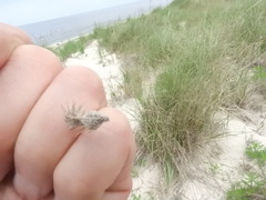 Cenchrus tribuloides