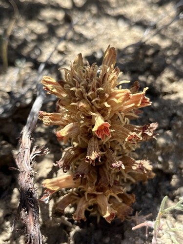 Parish's Broomrape (Aphyllon parishii)