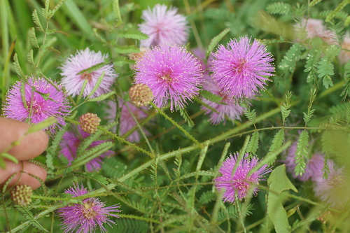 Image of Catclaw Briar (Mimosa nuttallii) by (c) Lyrae, some rights reserved (CC BY)