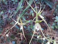 Brassia verrucosa