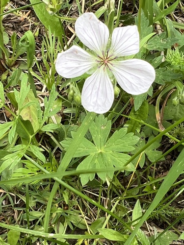 Richardson's geranium (Geranium richardsonii)