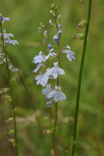 Image of Lobelia appendiculata by (c) Lyrae, some rights reserved (CC BY)