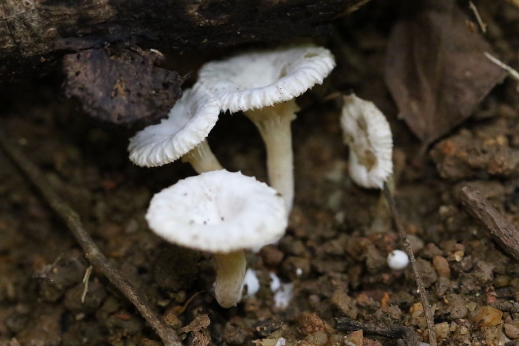 Clitopilus crispus · June 2024 · photo: © agnestrekker (iNaturalist, CC)