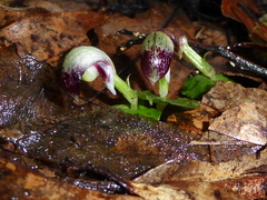 Corybas cheesemanii