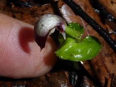 Corybas cheesemanii