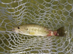 Micropterus treculii