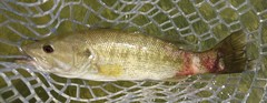 Micropterus treculii