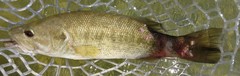 Micropterus treculii