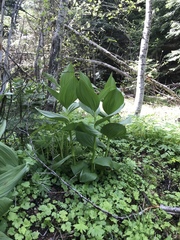 Veratrum viride