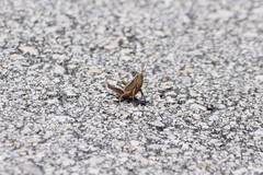 Aptenopedes sphenarioides