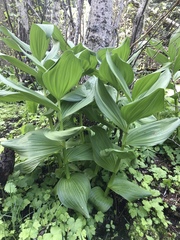 Veratrum viride