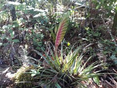 Tillandsia lampropoda