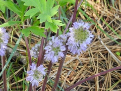 Hydrophyllum capitatum