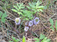 Hydrophyllum capitatum