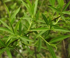 Salix petiolaris
