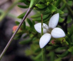 Arcytophyllum thymifolium
