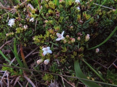 Arcytophyllum thymifolium