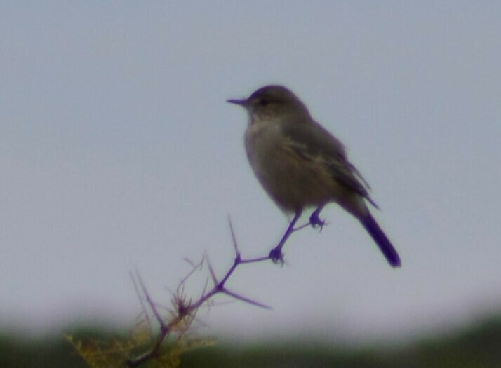 Lesser Shrike-Tyrant
