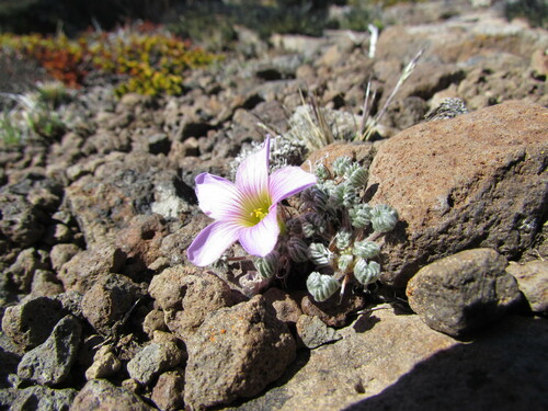 Image of Oxalis enneaphylla by (c) Matias Cabezas, some rights reserved (CC BY)