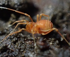 Phalangodidae